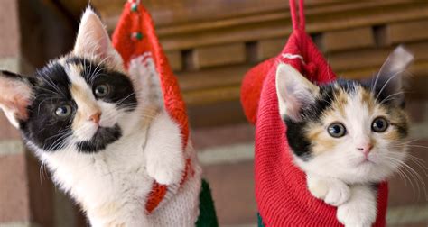 Christmas Kittens Wallpapers Wallpapersafari