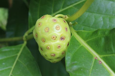 Noni Morinda Citrifolia Power Und Health Food Aus Brasilien