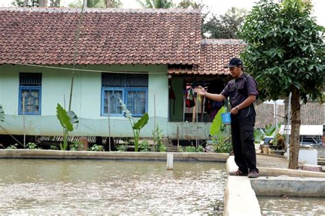 Kelebihan Dan Kekurangan Kolam Tanah Dan Kolam Beton Untuk Budidaya Ikan