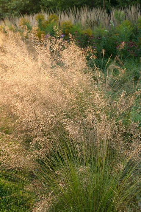 Native Grasses | Prairie Nursery