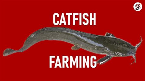 Catfish Farming Process At Jo Jerome Blog