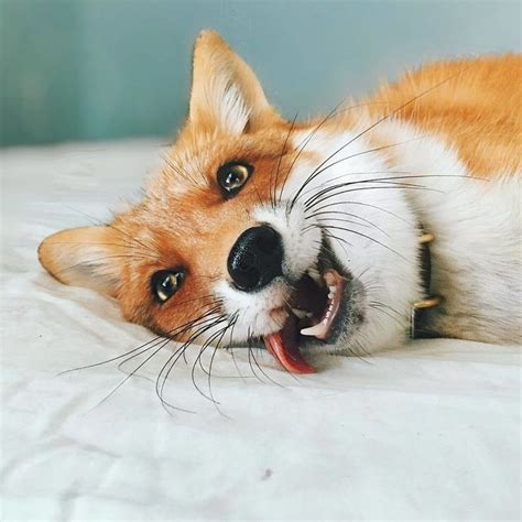 Here S What It S Like To Live With Juniper The World S Happiest Fox