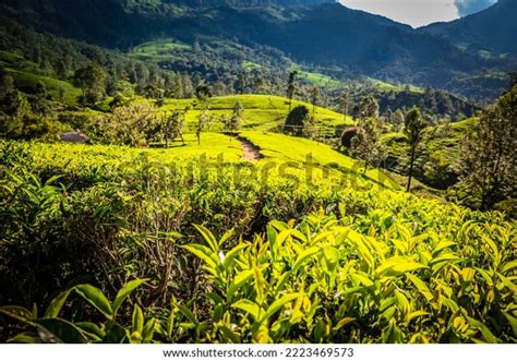 Lush Tea Gardens Munnar Stock Photo 2223469573 | Shutterstock