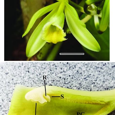 Vanilla Planifolia Flower And The Pollination Mechanism Top Intact