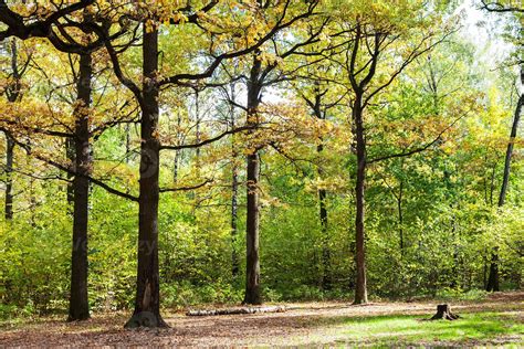 Oaks On Glade In Forest In Sunny October Day 11186496 Stock Photo At