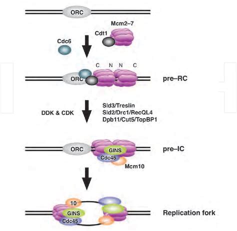 Figure From Regulation Of Minichromosome Maintenance Mcm Helicase