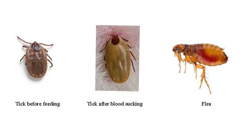 Ticks and Fleas Infestation in Dogs: Causes & Management | Karuna Pet ...