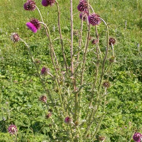 Nickende Distel Dein Garten ökologisch And Pflegeleicht