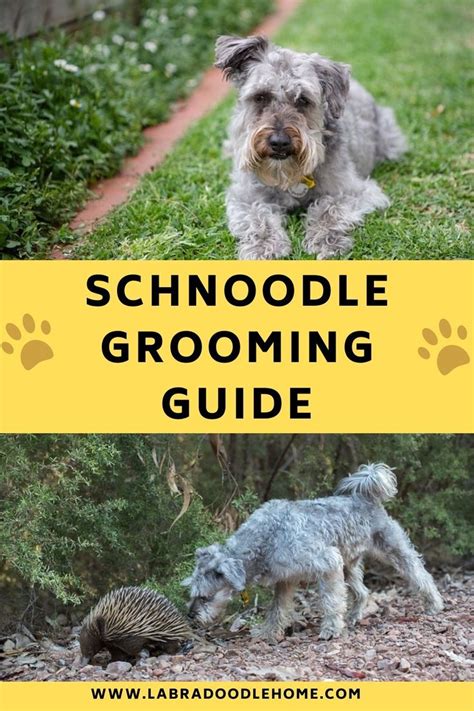 How To Groom A Schnoodle? Ultimate Schnoodle Grooming Guide in 2023 ...