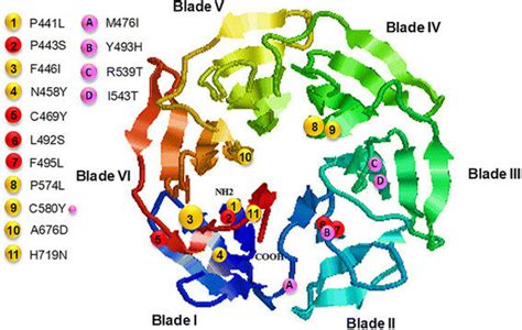 Distribution Of The Mutations In The Predicted 3D Model Of The K13