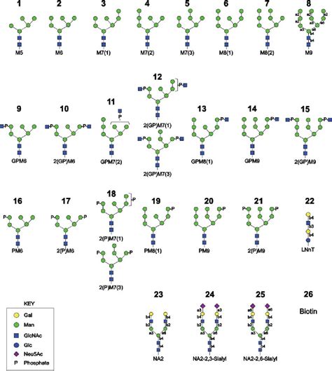 Figure 3 From The Glycan Binding Properties Of The Cation Independent