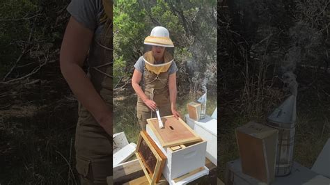 How To Install A Nucleus Nuc Hive Of Honey Bees Youtube