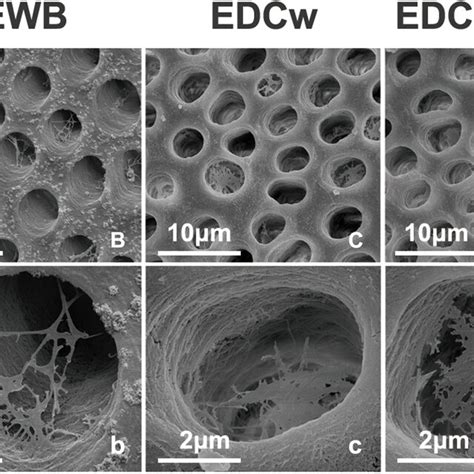 Representative Sem Images Of Dentin Matrix By Different Pretreatments