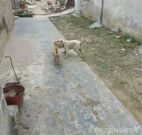 沙皮狗上門偷吃土狗午餐，狗子逮個正著狠狠教訓它，主人暗處觀察 每日頭條