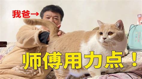 当爸爸知道我养了好多猫是什么反应？吓得躲回了房间！ Youtube