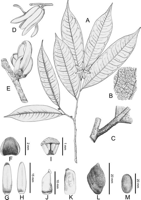 Polyalthiopsis Verrucipes Comb Nov A Flowering Branch B Close Up Of