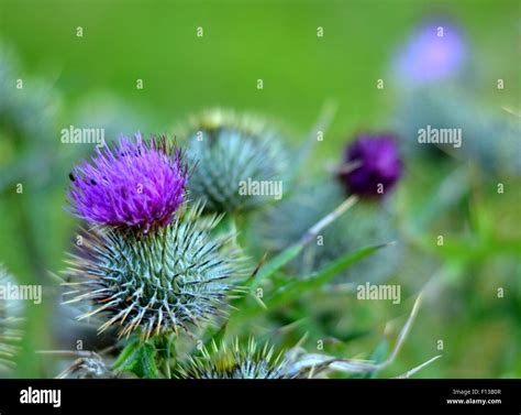 Scottish Thistles Stock Photo Alamy