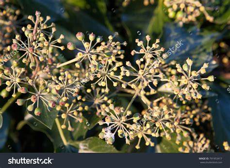 Hedera Helix Seeds Stock Photo 791953417 | Shutterstock