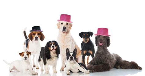 National Dog Party Day - PetlifeCA