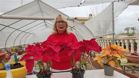 Como Cuidar La Planta Nochebuena Estrella Federal O Planta De Pascua