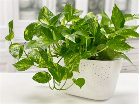 Pothos Golden Pothos Plant Care Difficulty Easy