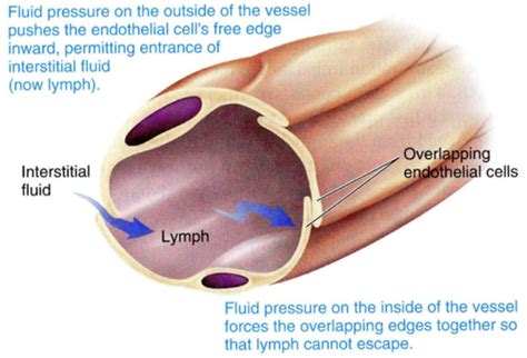 Lymphatics Blood Composition Clotting Flashcards Quizlet