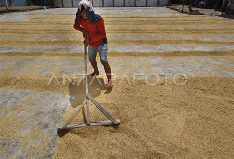 Harga Gabah Di Tingkat Petani Meningkat Antara Foto