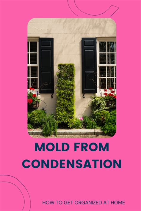 Can You Get Mold From Condensation On Windows?