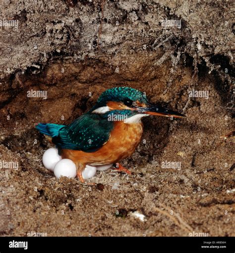 Kingfisher martin pecheur Alcedo atthis adult in a nesting hole animals ...