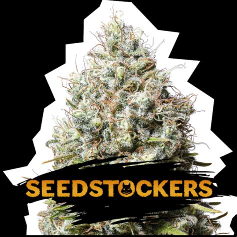 Jack Herer Cannabis Seeds By SeedStockers Seeds Buy Jack Herer