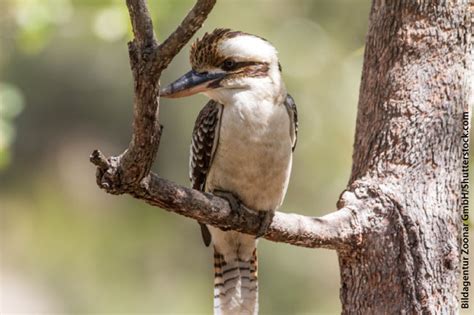 Kookaburra Facts For Kids: Information, Pictures & Video