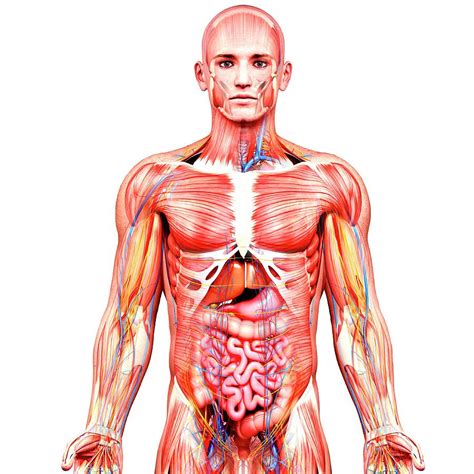 Male Anatomy Photograph By Pixologicstudioscience Photo Library Pixels