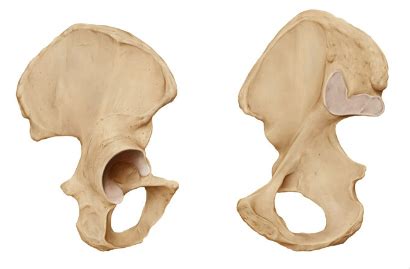 Anatomy Of Os Coxa Diagram Quizlet
