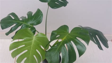 Monstera Deliciosa Costela De Ad O Como Cultivar Como Plantar Como