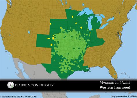 Vernonia Baldwinii Western Ironweed Prairie Moon Nursery