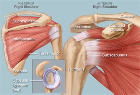 Normal Shoulder Dr Wael Bayoud