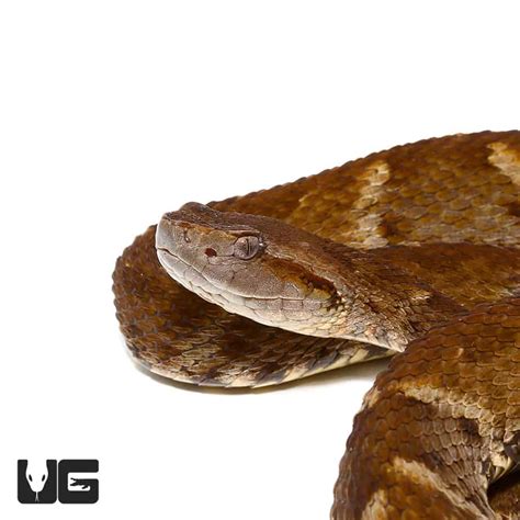 Lancehead Viper - Underground Reptiles