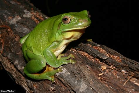 Litoria Caerulea Green Tree Frog Species Details Frogwatch Sa