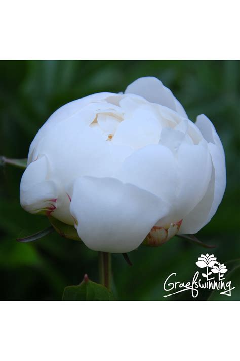 Peony Amalia Olson