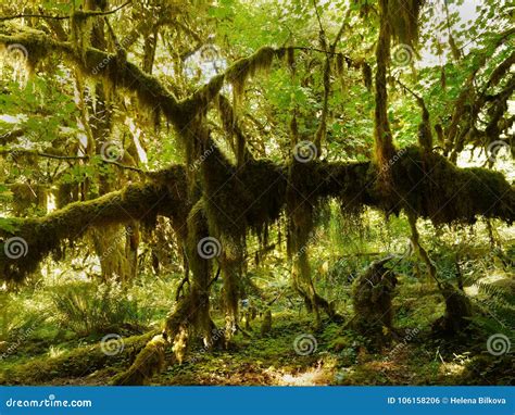 Regen Wald Hoh Rainforest Olympic National Park Stockfoto Bild Von