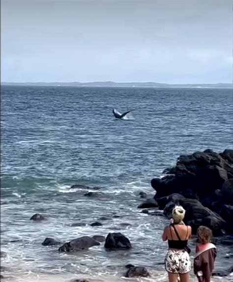 Baleia jubarte é avistada na praia do Porto da Barra em Salvador veja