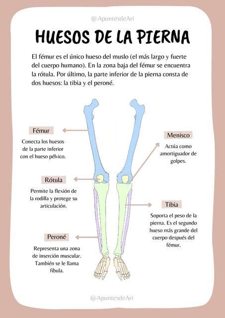 Huesos De La Pierna ApuntesdeAri UDocz Anatomia Y Fisiologia