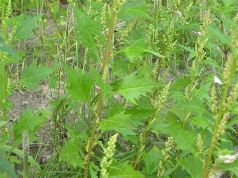 Chenopodium Quinoa Willd Plants Of The World Online Kew Science