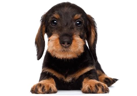 Dachshund puppies - everything you need to know!