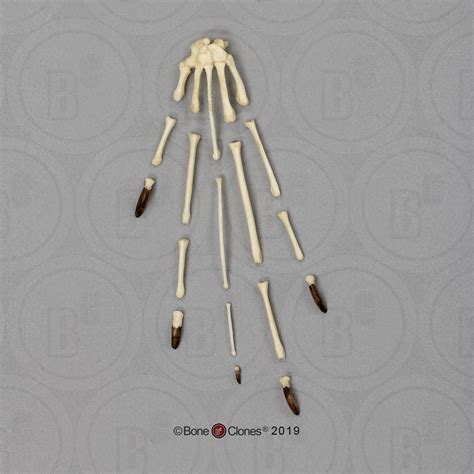 aye aye hand semi articulated bone clones osteological reproductions
