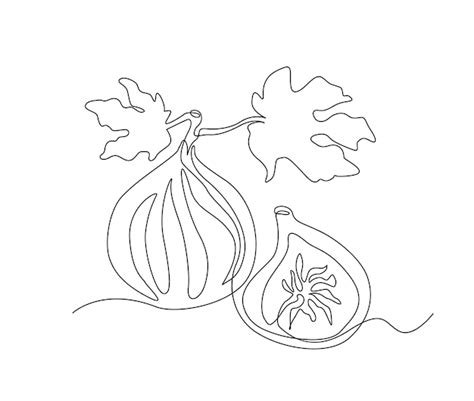 Premium Vector | Continuous one line drawing of fig fruits simple fig ...