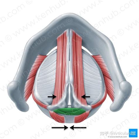 音高和语音产出的喉部解剖学基础 知乎