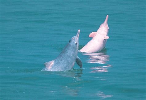 Albino Dolphin Pink