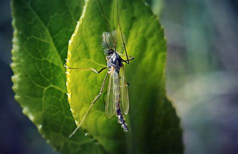 Rimedi Naturali Per Allontanare Moscerini Dalle Piante In Vaso