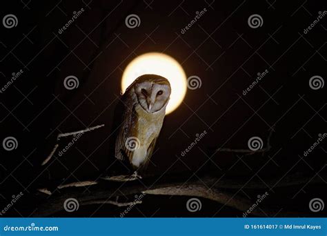 Barn Owl At Night With Full Moon Stock Image Image Of Barn Night